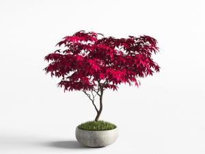 种在水泥花盆里的枫树盆栽