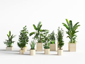 方形圆形花盆盆栽植物