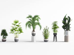 现代陶瓷花盆盆栽植物