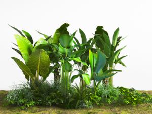 地面上的大叶观赏花草植物