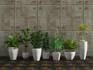 白色土陶花盆盆栽植物