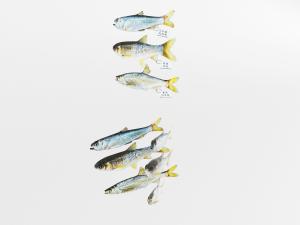 现代不同种类的鱼群水生动物