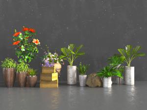 现代绿色盆栽植物