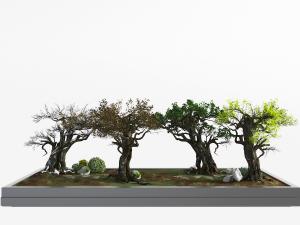 花坛里的几棵古老的大树