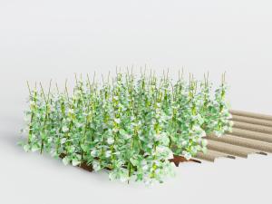 爬满支架的藤蔓植物