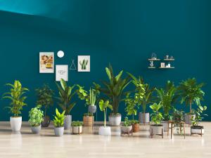 灰色水泥陶瓷花盆盆栽植物