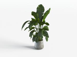 现代水泥花盆盆栽芭蕉植物