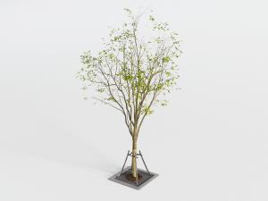 一棵高大的道旁树木