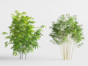 长满竹叶的两丛竹子