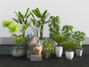 盆栽植物、花盆花卉