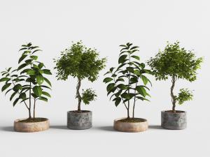 做旧陶土花盆盆栽植物