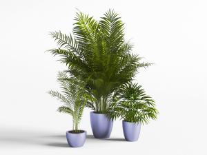 种在盆里的凤尾竹盆栽植物