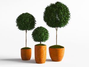 现代种在花盆里的灌木植物