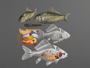 鱼的骨骼、内脏解剖标本