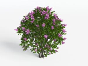 开满紫色花朵的灌木丛