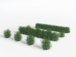 道旁园林灌木丛