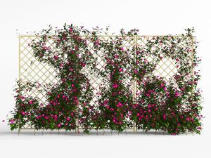 爬上菱形花架上的牵牛花藤蔓植物