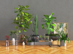 现代花盆盆栽植物