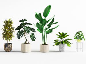 现代大叶盆栽植物