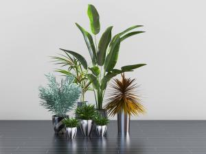 现代芭蕉盆栽植物