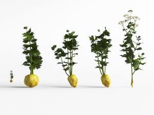 甜菜根花草农作物