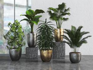 现代大型盆栽植物