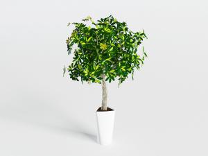 三角白色陶瓷花盆里的发财树盆栽