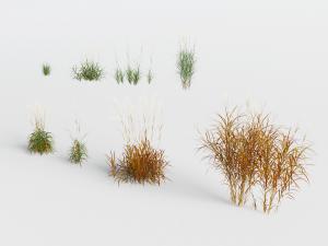 枯黄的绿色的水生花草植物