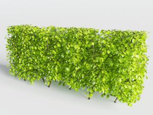 绿篱绿植绿化带草丛