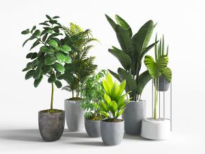 现代花盆盆栽植物