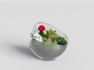 现代玻璃花盆的多肉植物