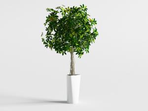 种在白色陶瓷花盆里的发财树