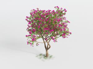 开满玫红色花朵的树木