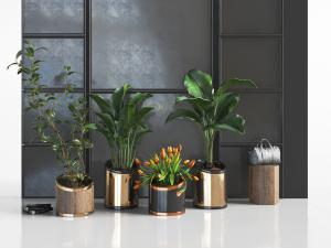 现代异形花盆盆栽植物