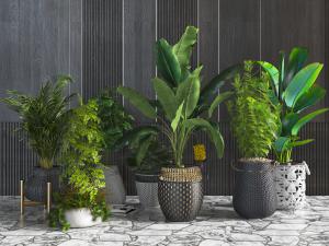 现代花盆盆栽植物