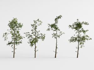 枝叶稀疏的道旁树木