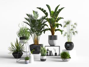 黑色白色陶瓷花盆盆栽植物