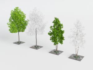 长在道旁的绿色景观树木