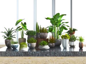 现代多盆陶瓷盆栽植物