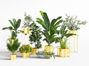 现代金色花盆盆栽植物