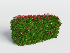 开着花朵的灌木丛