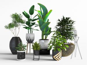 现代花盆盆栽植物