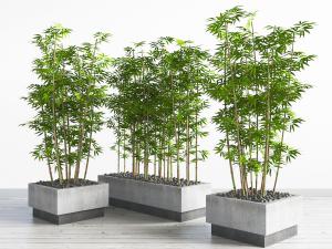 种在水泥花坛里的竹子