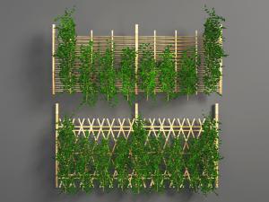 篱笆上的藤蔓植物