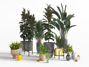 现代黑色花盆盆栽植物