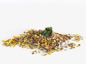 周围落满黄叶的树桩