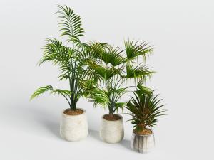 现代土陶花盆凤尾竹盆栽植物