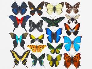 现代蝴蝶标本飞行动物昆虫3d模型 现代蝴蝶标本飞行动物昆虫