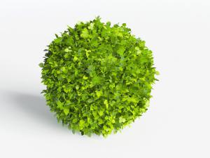 园林修剪过的球形灌木丛