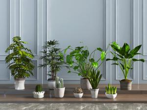 现代大叶植物盆景盆栽